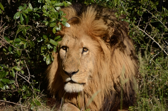 This is not Cecil, just another beautiful male lion at a game reserve in South Africa